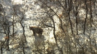 HDA13_385_01 - HD stock footage aerial video of a bear answering an age-old question in the Rocky Mountains, Colorado