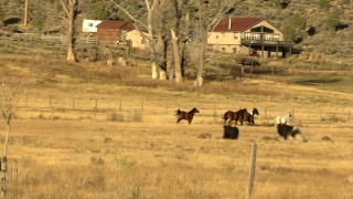 HDA13_395 - HD stock footage aerial video of horses in a field, and reveal cattle, Ridgway, Colorado