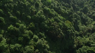 SS01_0106 - 5K stock footage video fly over dense forest on Hong Kong Island, China