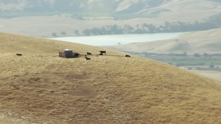 TS01_115 - 1080 stock footage aerial video of cattle on top of a hill, Paicines, California