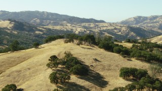 TS01_131 - 1080 stock footage aerial video flyby hilltop trees in Ohlone Regional Wilderness, California