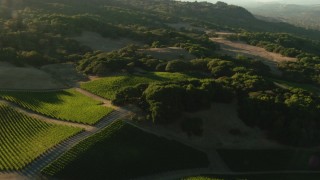 TS01_194 - 1080 stock footage aerial video of flying over vineyard and hills in Bennett Valley, California