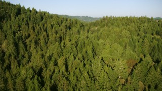 TS01_211 - 1080 stock footage aerial video of flying over mountains and evergreen forest in Sonoma County, California