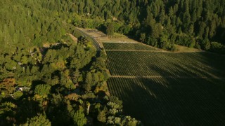TS01_219 - 1080 stock footage aerial video approach and tilt to vineyards in Guerneville, California