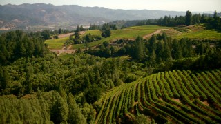TS01_233 - 1080 stock footage aerial video of flying over hilly vineyards in Santa Rosa, California