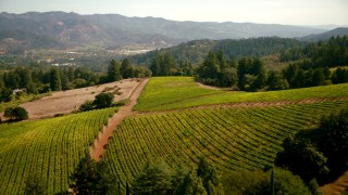 TS01_234 - 1080 stock footage aerial video of flying over a vineyard toward hills in Santa Rosa, California