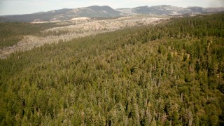TS01_290 - 1080 stock footage aerial video of flying over evergreen forest in the Sierra Nevada Mountains, California